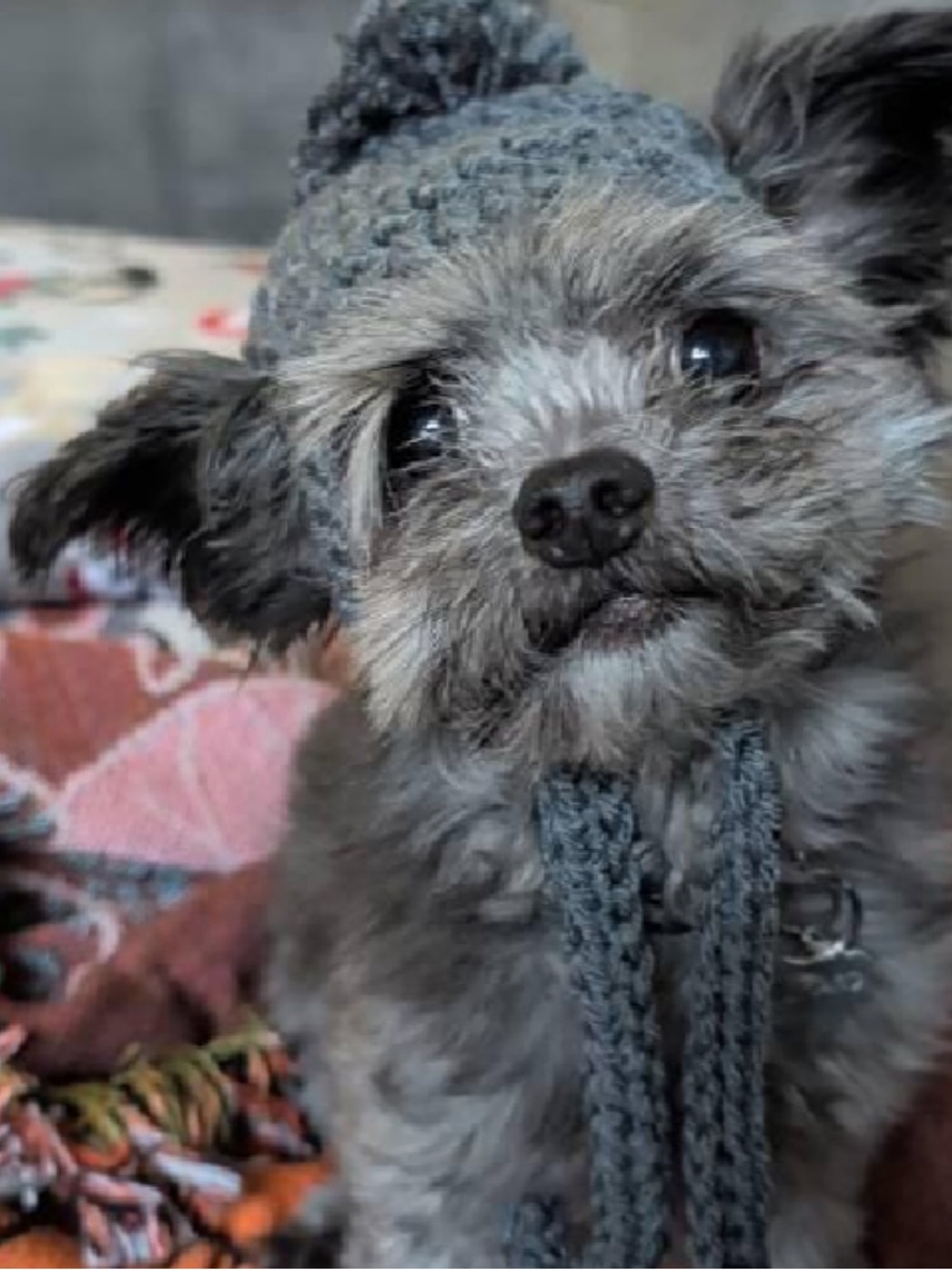 Dog Hat Small Dog Crochet Hat Clover Gray